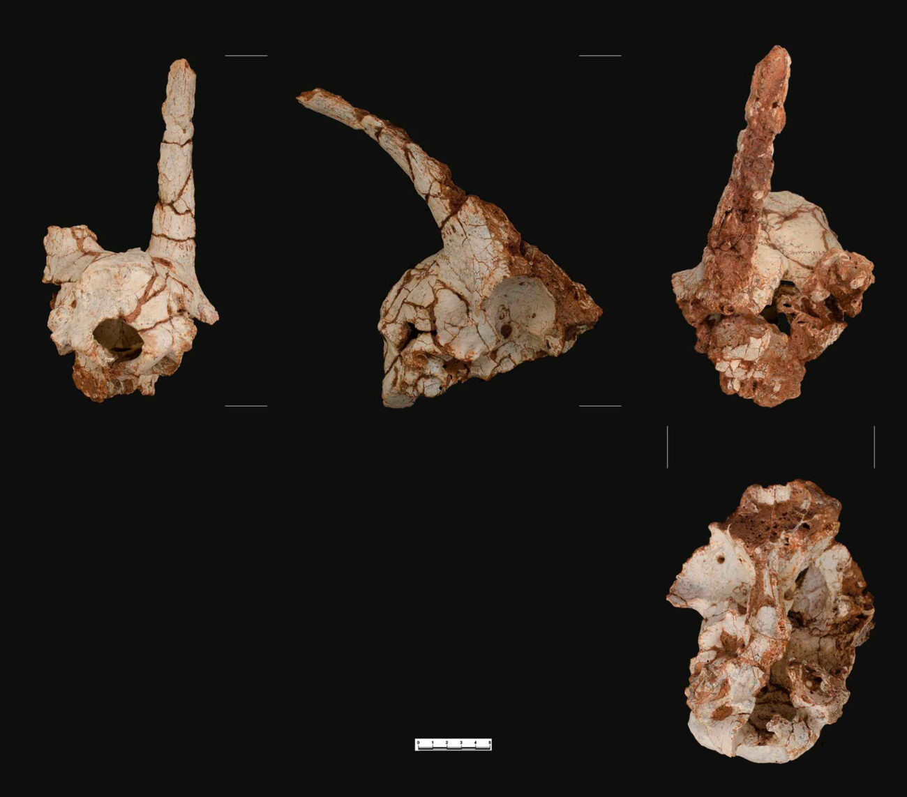 Primeres evidències de presència humana a la península Ibèrica: Alt de Las Picarazas (Andilla, València). Crani de Capra alba.